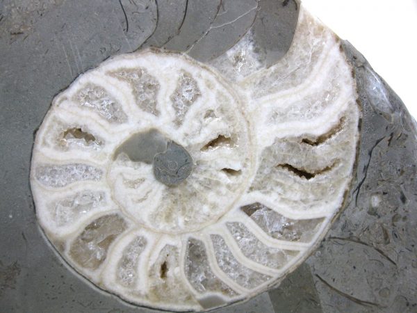 Indonesia Fossil Ammonite #1 - Image 5