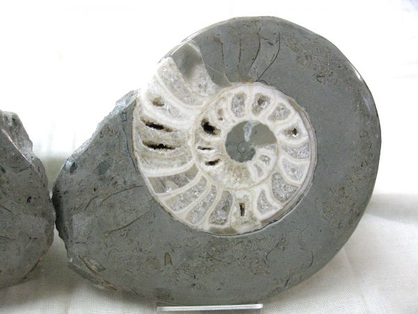 Indonesia Fossil Ammonite #1 - Image 4