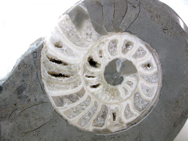 Indonesia Fossil Ammonite #1 - Image 3