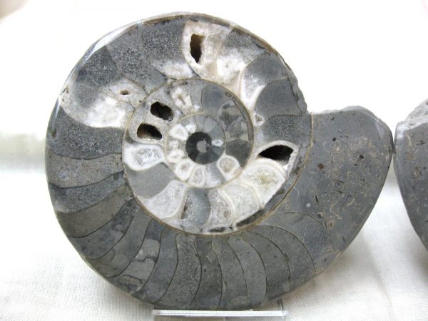 Indonesia Fossil Ammonite #2 - Image 2