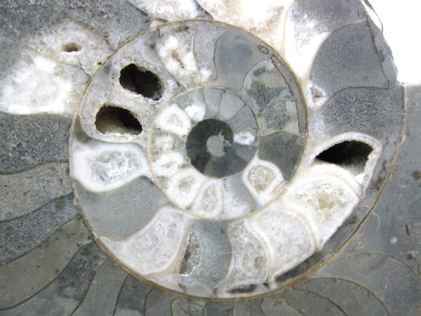 Indonesia Fossil Ammonite #2 - Image 5