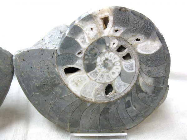 Indonesia Fossil Ammonite #2 - Image 4