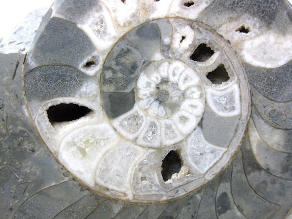 Indonesia Fossil Ammonite #2 - Image 3