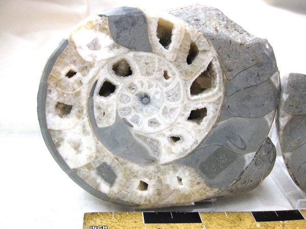 Indonesia Fossil Ammonite #3 - Image 2