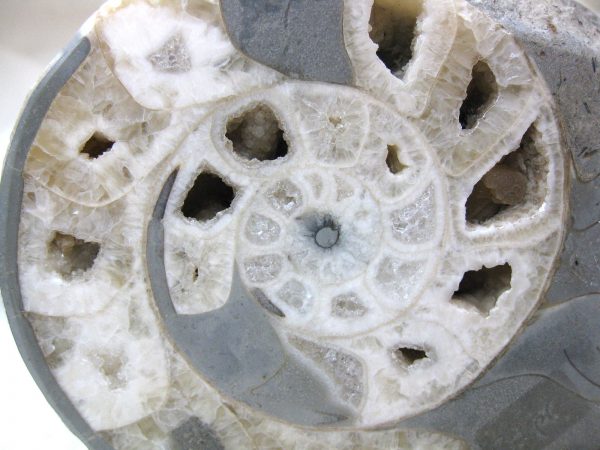 Indonesia Fossil Ammonite #3 - Image 5