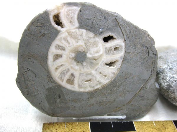 Indonesia Fossil Ammonite #4 - Image 2