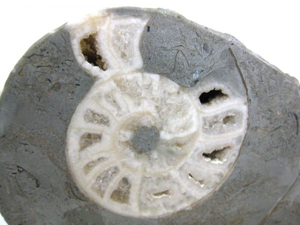 Indonesia Fossil Ammonite #4 - Image 5