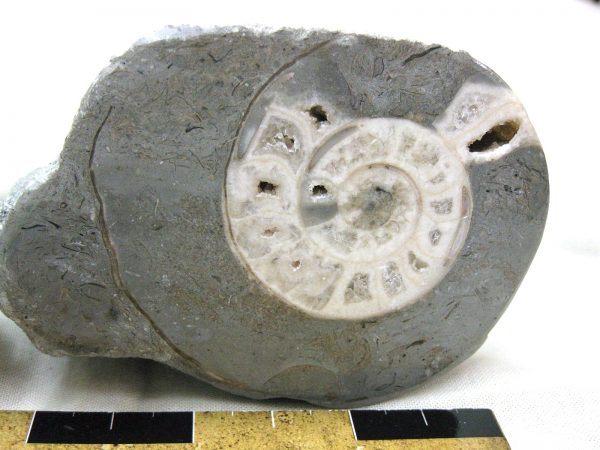 Indonesia Fossil Ammonite #4 - Image 4