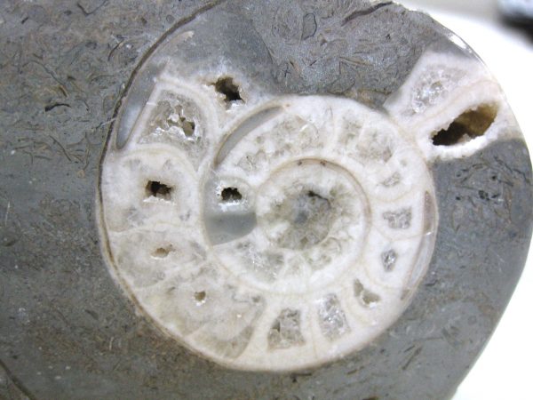 Indonesia Fossil Ammonite #4 - Image 3