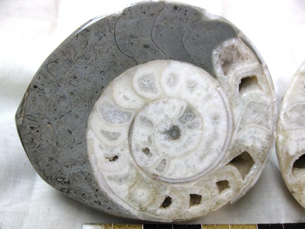 Indonesia Fossil Ammonite #6 - Image 2