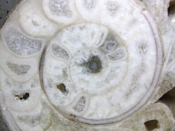 Indonesia Fossil Ammonite #6 - Image 5