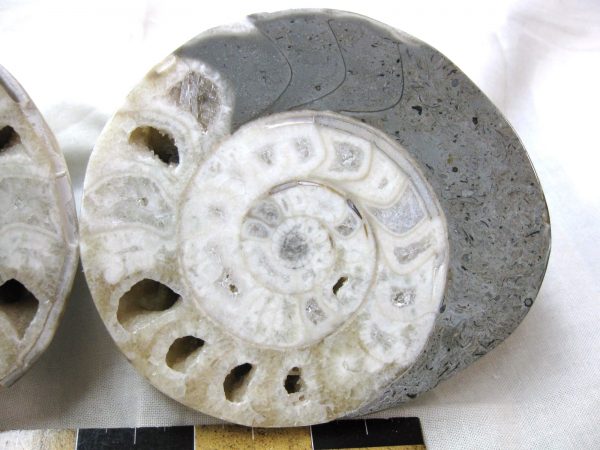 Indonesia Fossil Ammonite #6 - Image 4