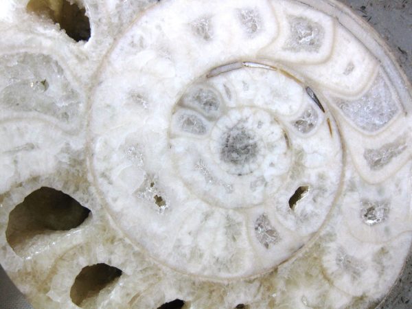 Indonesia Fossil Ammonite #6 - Image 3