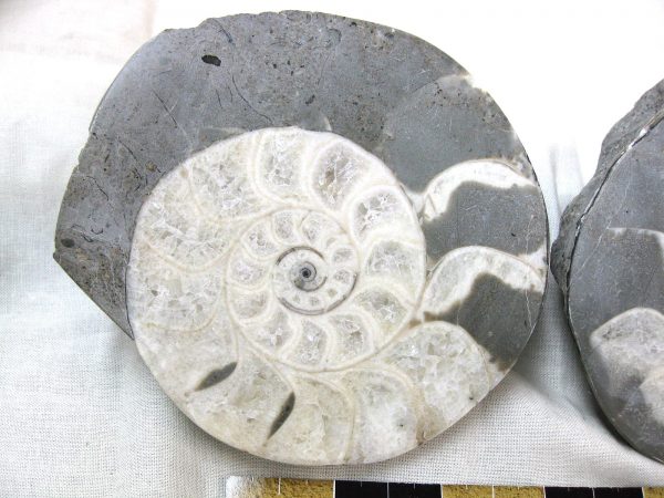 Indonesia Fossil Ammonite #7 - Image 2