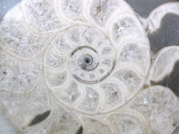 Indonesia Fossil Ammonite #7 - Image 5