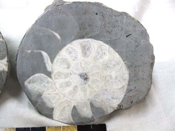 Indonesia Fossil Ammonite #7 - Image 4