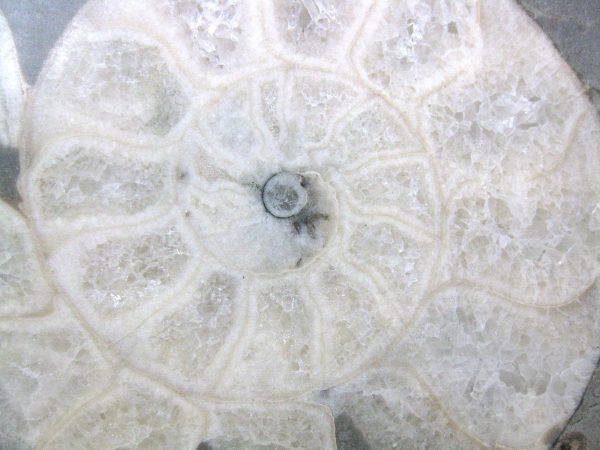 Indonesia Fossil Ammonite #7 - Image 3