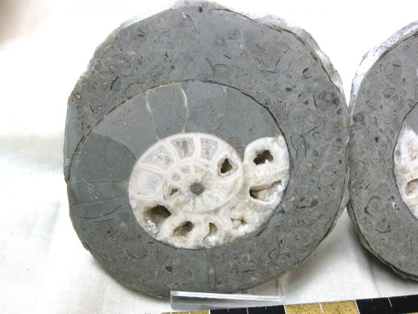 Indonesia Fossil Ammonite #8 - Image 2