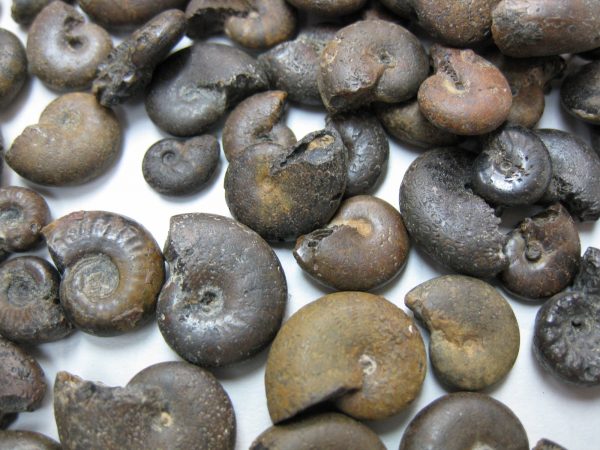 Jewelry Size Jurassic Ammonites - Image 3