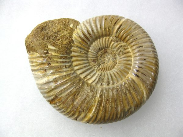 Genuine Jurassic Age Perisphinctes Ammonite Fossil for Sale from Madagascaar #10