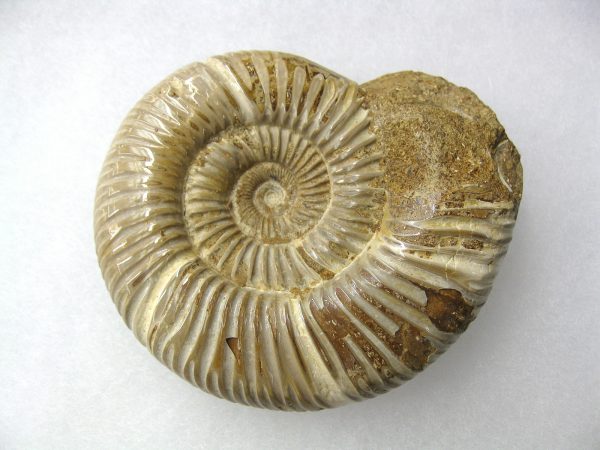 Genuine Jurassic Age Perisphinctes Ammonite Fossil for Sale from Madagascaar #10a