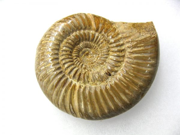 Genuine Jurassic Age Perisphinctes Ammonite Fossil for Sale from Madagascaar #13