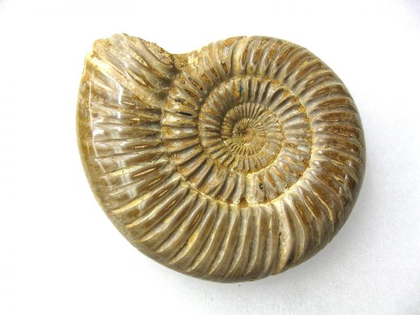 Genuine Jurassic Age Perisphinctes Ammonite Fossil for Sale from Madagascaar #13a