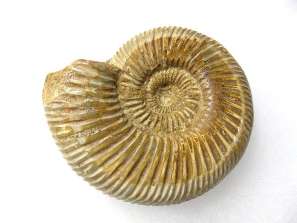 Genuine Jurassic Age Perisphinctes Ammonite Fossil for Sale from Madagascaar #14