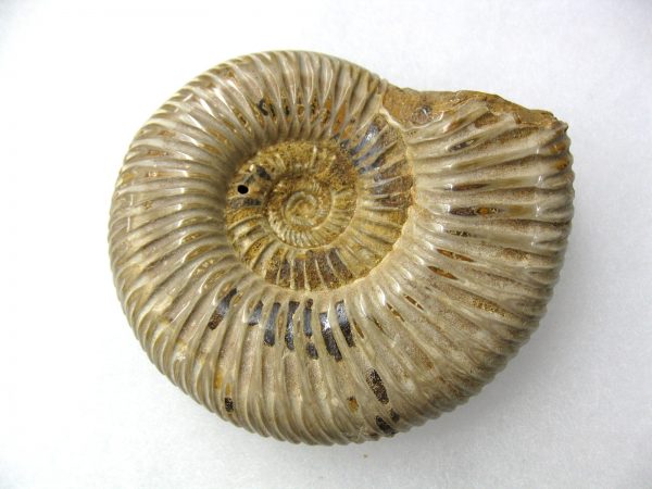 Genuine Jurassic Age Perisphinctes Ammonite Fossil for Sale from Madagascaar #14a