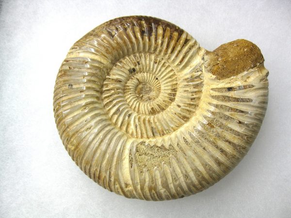 Genuine Jurassic Age Perisphinctes Ammonite Fossil for Sale from Madagascaar #18