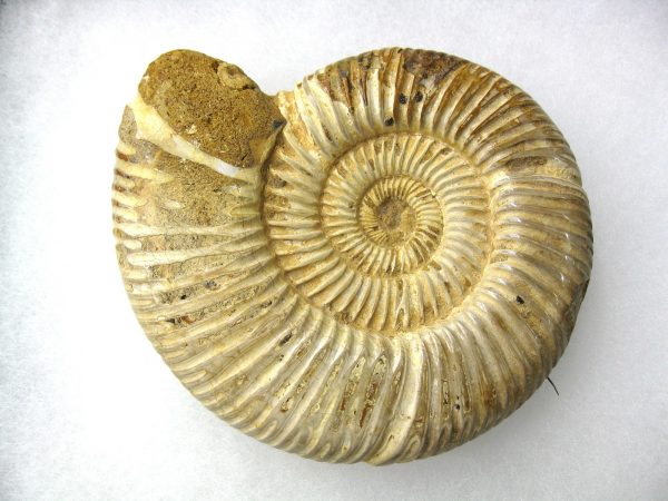 Genuine Jurassic Age Perisphinctes Ammonite Fossil for Sale from Madagascaar #18a