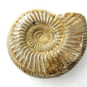 Genuine Jurassic Age Perisphinctes Ammonite Fossil for Sale from Madagascaar #3