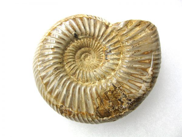 Genuine Jurassic Age Perisphinctes Ammonite Fossil for Sale from Madagascaar #3