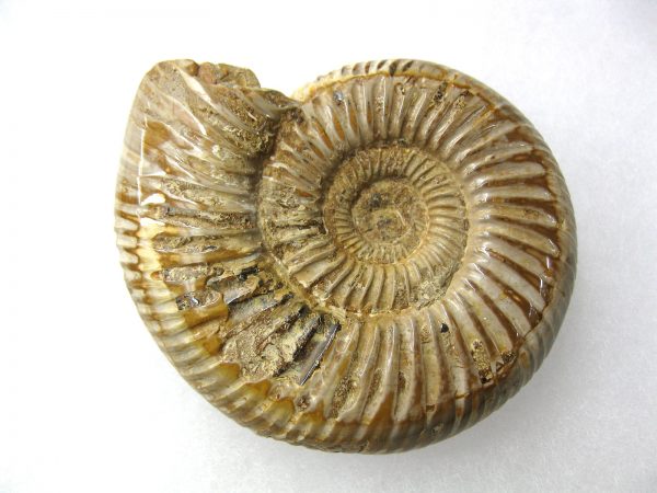 Genuine Jurassic Age Perisphinctes Ammonite Fossil for Sale from Madagascaar #3a