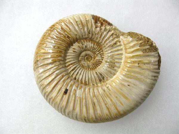 Genuine Jurassic Age Perisphinctes Ammonite Fossil for Sale from Madagascaar #6