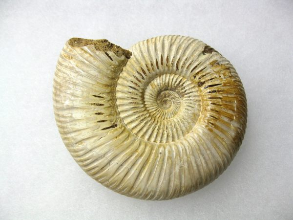 Genuine Jurassic Age Perisphinctes Ammonite Fossil for Sale from Madagascaar #6a