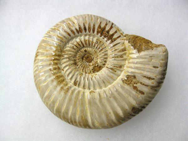 Genuine Jurassic Age Perisphinctes Ammonite Fossil for Sale from Madagascaar #8