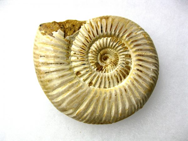 Genuine Jurassic Age Perisphinctes Ammonite Fossil for Sale from Madagascaar #8a