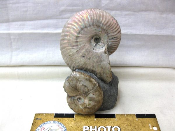 Genuine Cretaceous Age Cleoniceras Ammonite Fossil for Sale from Madagascar #10