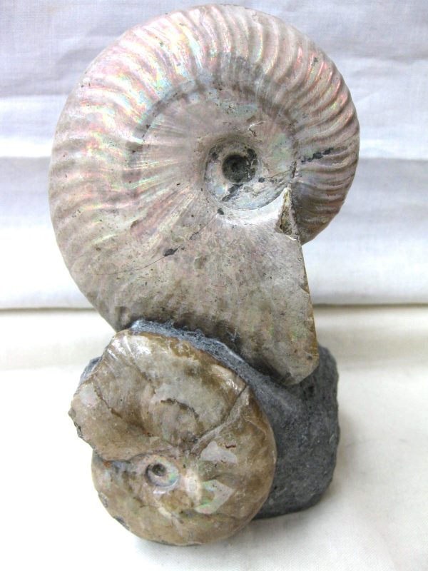 Genuine Cretaceous Age Cleoniceras Ammonite Fossil for Sale from Madagascar #10a