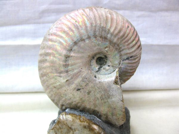 Genuine Cretaceous Age Cleoniceras Ammonite Fossil for Sale from Madagascar #10b