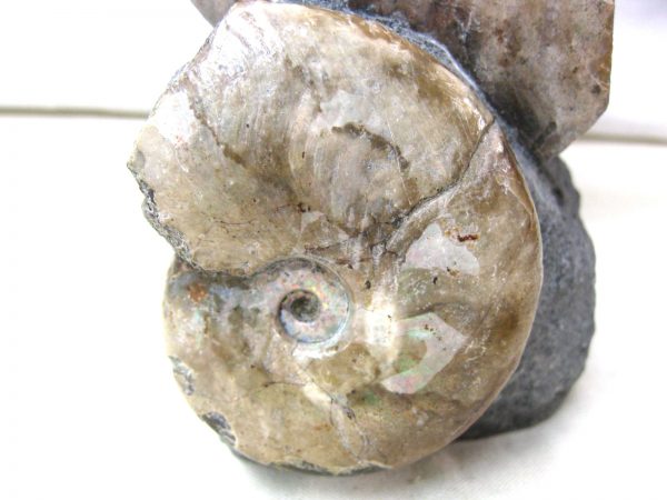 Genuine Cretaceous Age Cleoniceras Ammonite Fossil for Sale from Madagascar #10c