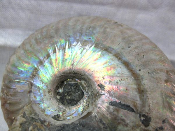 Genuine Cretaceous Age Cleoniceras Ammonite Fossil for Sale from Madagascar #10d