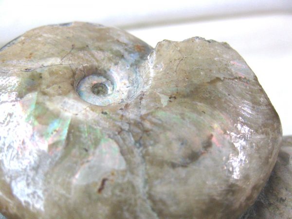 Genuine Cretaceous Age Cleoniceras Ammonite Fossil for Sale from Madagascar #10e