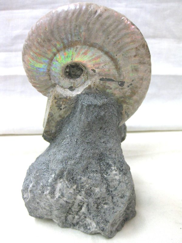 Genuine Cretaceous Age Cleoniceras Ammonite Fossil for Sale from Madagascar #10f