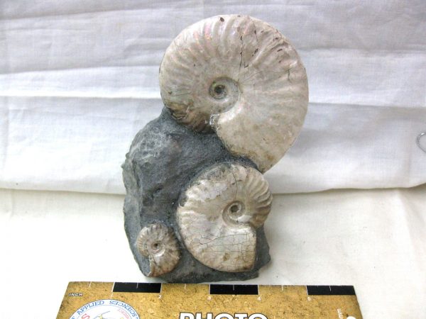 Genuine Cretaceous Age Cleoniceras Ammonite Fossil for Sale from Madagascar #12