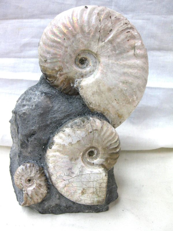 Genuine Cretaceous Age Cleoniceras Ammonite Fossil for Sale from Madagascar #12a