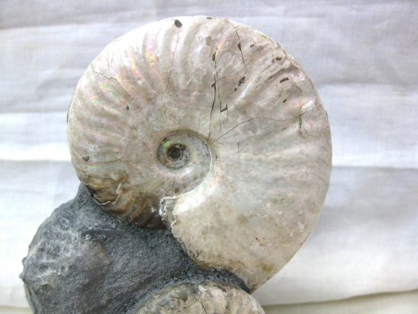 Genuine Cretaceous Age Cleoniceras Ammonite Fossil for Sale from Madagascar #12b