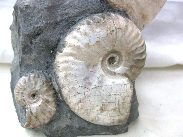 Genuine Cretaceous Age Cleoniceras Ammonite Fossil for Sale from Madagascar #12c