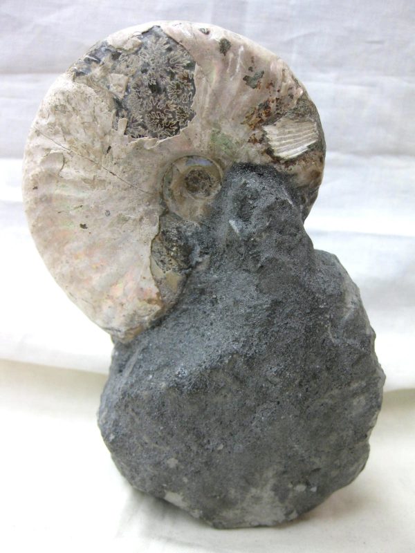 Genuine Cretaceous Age Cleoniceras Ammonite Fossil for Sale from Madagascar #12d